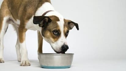 ನಾಯಿ ಪ್ರಸಾದ ತಿಂದುಬಿಟ್ಟರೆ ಏನಾಗುತ್ತದೆ?