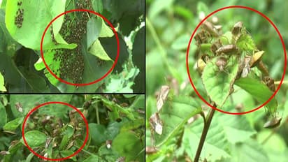 பூச்சி கடித்து விட்டதா..? அவசரத்திற்கு இதை செய்யுங்கள்..!