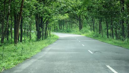 ಬಂಡೀಪುರಕ್ಕೆ ಹೆದ್ದಾರಿ ಪ್ರಾಧಿಕಾರದ ರಸ್ತೆ ಅಗಲೀಕರಣ ಕಂಟಕ, ಕಾಡು ಕಡಿಸಲು ಯೋಜನೆ!