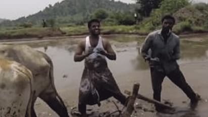 பட்டி தொட்டி வரை வைரல்; காருக்கு பதில் உழவு மாடுகள்...வயலில் கிகி நடனமாடிய இளைஞர்கள்!