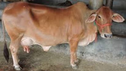 बकरी के बाद, गाय के साथ बलात्कार का मामला