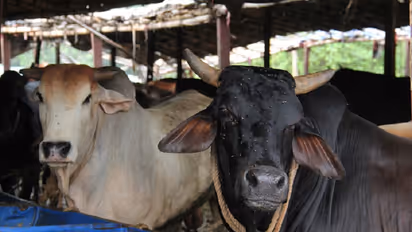 Chhattisgarh: 18 cows die of asphyxiation after being locked up in room