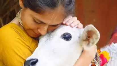 Hindustan becoming Lynchistan? Meat mafia truths and cow vigilante myths