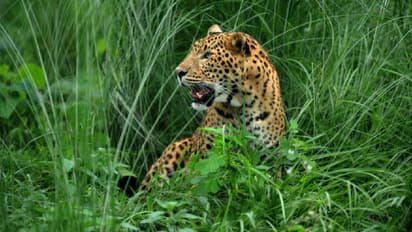 Indian wildlife in distress: 19 leopards died till Feb this year, says environment minister Mahesh Sharma