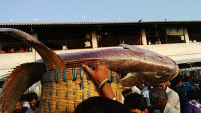 घोल मछली ने बदली मुंबई के मछुआरे भाइयों की किस्मत, साढ़े पांच लाख की लगी बोली