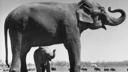 3 elephants mowed down by speeding train in Bengal