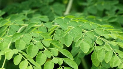 മുരിങ്ങയില സൂപ്പറാണ്, ഈ രോഗങ്ങൾ തടയും