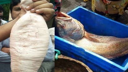 ಸಹೋದರರಿಗೆ ಸಿಕ್ಕ ಚಿನ್ನದ ಮೀನು : ಬೆಲೆ ಎಷ್ಟು..?