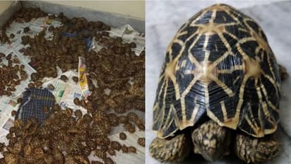 കോടികൾ വിലമതിപ്പുള്ള നക്ഷത്ര ആമകളെ കടത്താന് ശ്രമം; മൂവർ സംഘം പിടിയിൽ