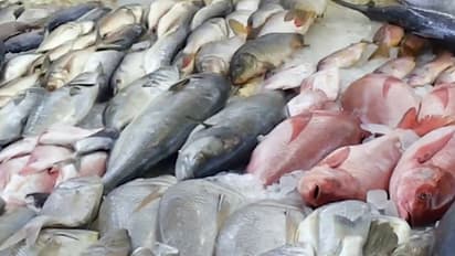 Why Goa government decided to stop checking fish consignments along State borders