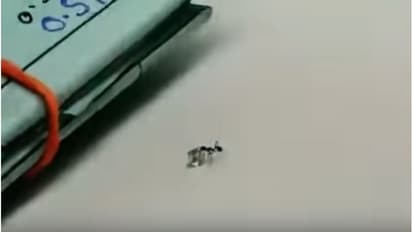 ಸಕ್ರೆ ಕದ್ದು ಸಿಕ್ರೆ ಡೈಮಂಡ್ ಕದ್ರಾಯ್ತು: ಚತುರ ಇರುವೆಯ ವಿಡಿಯೋ!