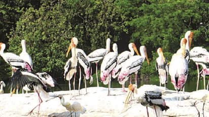 ಕಾವೇರಿ ಪ್ರವಾಹದ ಅಬ್ಬರಕ್ಕೆ ನಲುಗಿದ ರಂಗನತಿಟ್ಟು ಪಕ್ಷಿಧಾಮ