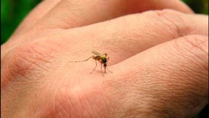 Jaipur woman tests positive for Zika virus, state health department alerted