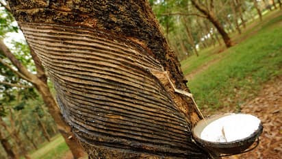 റബ്ബര്: കേന്ദ്ര സര്ക്കാരിന് മുന്നില് നിര്ദ്ദേശങ്ങളുമായി സംസ്ഥാനം