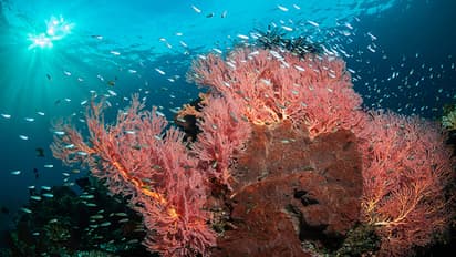 ತಾಯತ ಮಾರುವವನ ಬಳಿ ಸಿಕ್ಕಿದ್ದು ಅತ್ಯಮೂಲ್ಯ ವಸ್ತುಗಳು