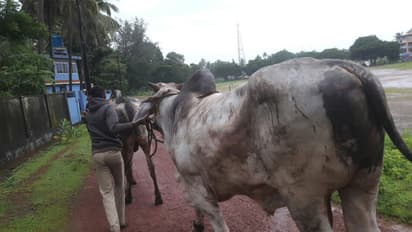 ಅಕ್ರಮ ಸಾಗಾಟ: 20 ಜಾನುವಾರು ರಕ್ಷಣೆ; ಐವರ ಬಂಧನ