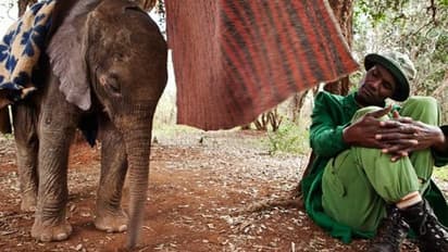 മനുഷ്യർക്ക് മാത്രമല്ല, ആനകൾക്കും അനാഥാലയങ്ങളുണ്ട്