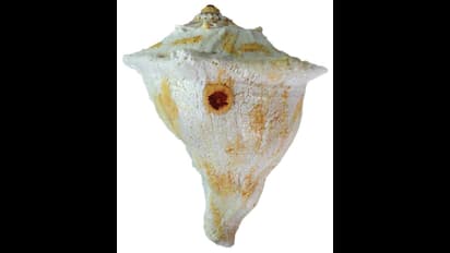 வீட்டில் பணம் நிறைந்து இருக்க...."வலம்புரிச் சங்கு செய்யும் அதிசயம்"...! நீங்களே பாருங்க...