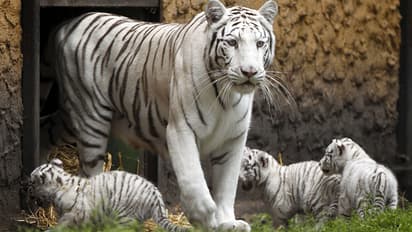 ആ പരീക്ഷണം വിജയിച്ചു; 27 വർഷത്തിനുശേഷം വെള്ളക്കടുവ പ്രസവിച്ചു