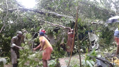 മാന്നാറില് ശക്തമായ കാറ്റില് വന് മരങ്ങള് കടപുഴകുന്നു