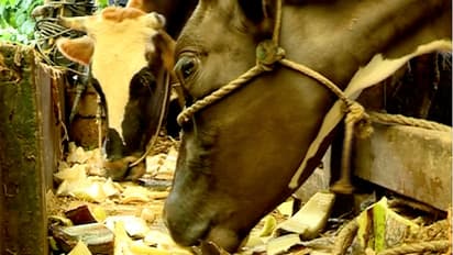 ಲಾಕ್‌ಡೌನ್‌: ಜಾನವಾರುಗಳಿಗೆ ಮೇವಿನ ಅಭಾವದ ಭೀತಿ! ಸಚಿವರೇ ಸ್ವಲ್ಪ ಇತ್ತ ಗಮನಿಸಿ