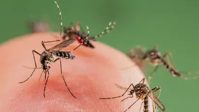 Delhi: 146 malaria, 78 dengue and 44 chikungunya cases this season