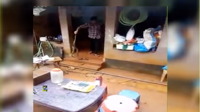 పాము కాట్లకు విరుగుడు: 29న బాబు ప్రభుత్వం సర్పయాగం