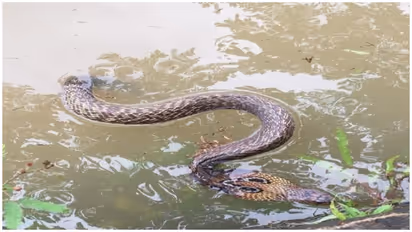 కేరళలో తగ్గుముఖం పట్టిన వరదలు: ఇళ్లలోకి చేరిన పాములు, మొసళ్లు