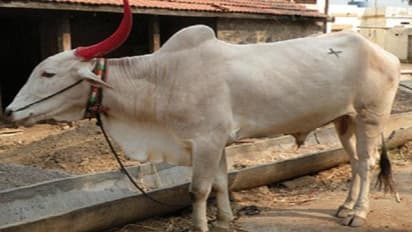 Bihar youth lodges police complaint against a bull: Here's why