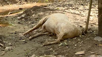 ചത്തമൃഗങ്ങളെ മറവ് ചെയ്യാനാവുന്നില്ല; പലയിടങ്ങളിലും പകര്‍ച്ചവ്യാധി ഭീഷണി