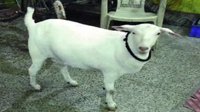 പെപ്സിയും കൊക്കോക്കോളയും കുടിക്കുന്ന ആട്; ഇവനൊരു ഭീകരജീവി തന്നെ..!