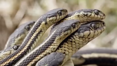 ఎర్ర చందనం స్మగ్లర్ చిట్కా: పాములు దగ్గరికి రావద్దంటే...