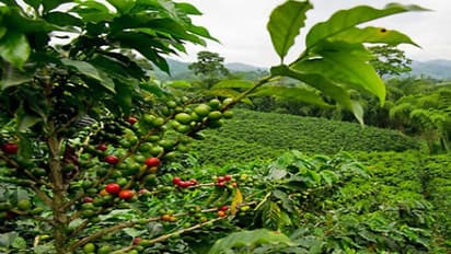 ಚಿಕ್ಕಮಗಳೂರಲ್ಲೂ ಇದ್ದಾರಾ ಬಾಂಗ್ಲಾ ವಲಸಿಗರು?