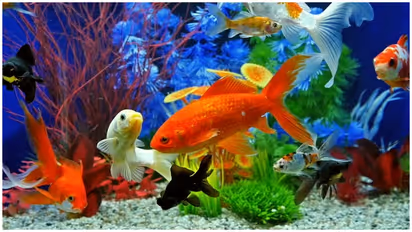 உங்கள் வீட்டில் "மீன் தொட்டி" இந்த திசையில் உள்ளதா..? உங்கள் வறுமைக்கு காரணம் இதுதான் ..!