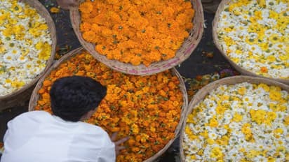 ಪಿತೃಪಕ್ಷ ಮಾಸಕ್ಕೆ ಮುದುಡಿದ ವ್ಯಾಪಾರ : ತಿಪ್ಪೆ ಸೇರಿದ ರಾಶಿ ರಾಶಿ ಹೂ