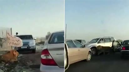 കുവൈറ്റിലെ തിരക്കേറിയ റോഡില് അലഞ്ഞുതിരിയുന്ന സിംഹം; ഉടമയെ തേടി പൊലീസ്