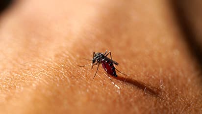 Breakthrough: Hepatitis medicine to cure drug-resistant malaria