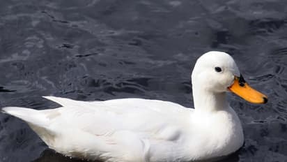 ಬಾತುಕೋಳಿ ಈಜಾಡಿದರೆ ಕೆರೆಗಳಲ್ಲಿ ಆಮ್ಲಜನಕ ವೃದ್ಧಿ: ತ್ರಿಪುರ ಸಿಎಂ