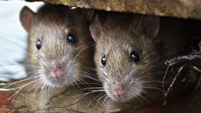 Rat Bite Fever : എലിപ്പനിയെ സൂക്ഷിക്കുക; എങ്ങനെ പ്രതിരോധിക്കാം?