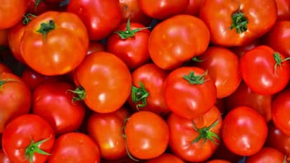 തക്കാളിയുടെ വില കുത്തനെ ഇടിഞ്ഞു; കിലോയ്ക്ക് ഒന്നര രൂപ വരെ