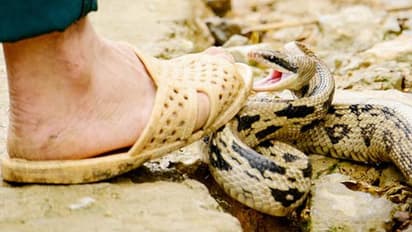 దివిసీమను వదలని పాములు.. ఒక్క రోజులో 10 మందికి పాము కాటు