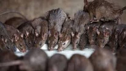 പനിയെങ്കില് നിര്ബന്ധമായും ചികിത്സ തേടണം, എലിപ്പനി മരണം ഒഴിവാക്കാന് ഡോക്സിസൈക്ലിന് കഴിക്കണമെന്ന് മന്ത്രി