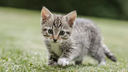 പൂച്ചകളെ നിരോധിക്കാനൊരുങ്ങി ഒരു ഗ്രാമം; കാരണം ഇതാണ്...