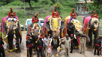 Mysuru Dasara: Initial lineup of elephants confirmed for festivities
