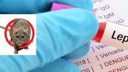 എലിപ്പനി പടരുന്നു: പ്രതിരോധമരുന്ന് എത്തിയില്ല