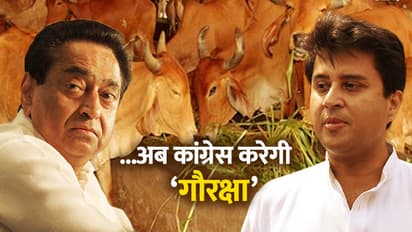 कांग्रेस ने बताया, चुनाव जीते तो कैसे करेंगे गाय का संरक्षण