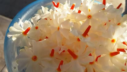 ಮೂಳೆ ಸವೆತಕ್ಕೆ ದೇವಲೋಕದ ಪಾರಿಜಾತ ದಿವ್ಯೌಷಧಿ