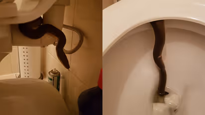 ടോയ്ലെറ്റിൽ പെരുമ്പാമ്പ്; യുവതി രക്ഷപ്പെട്ടത് തലനാരിഴയ്ക്ക്