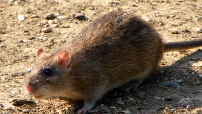 എലിപ്പനി; ശ്രദ്ധിക്കേണ്ട കാര്യങ്ങൾ