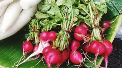 ಮೂಲವ್ಯಾಧಿಗೆ ಮದ್ದಾಗುವ ಮೂಲಂಗಿ ಮತ್ಯಾವುದಕ್ಕೆ ಮದ್ದು?